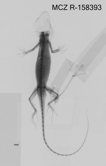 Media type: image;   Herpetology R-158393 Aspect: dorsoventral x-ray